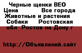 Черные щенки ВЕО › Цена ­ 5 000 - Все города Животные и растения » Собаки   . Ростовская обл.,Ростов-на-Дону г.